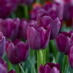 Bloomique Mix Van 20 - Tulipa Purple Mix - Paarse Mix - Meerjarige Planten - Groeit Tot 30-35 Cm