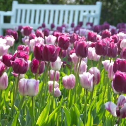 Bloomique Mix Van 20 - Tulipa Purple Mix - Paarse Mix - Meerjarige Planten - Groeit Tot 30-35 Cm