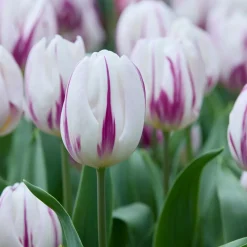 Bloomique Mix Van 20 - Tulipa Purple Mix - Paarse Mix - Meerjarige Planten - Groeit Tot 30-35 Cm