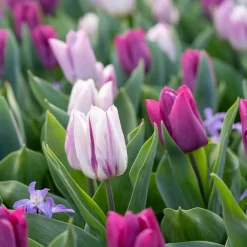 Bloomique Mix Van 20 - Tulipa Purple Mix - Paarse Mix - Meerjarige Planten - Groeit Tot 30-35 Cm