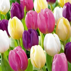 Mix Van 20 - Tulipa Regenboog Mix - Tulpenbollen - Meerjarige Planten - Groeit Tot 30-35 Cm
