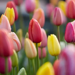 Mix Van 20 - Tulipa Regenboog Mix - Tulpenbollen - Meerjarige Planten - Groeit Tot 30-35 Cm