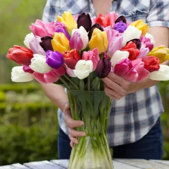 Mix Van 20 - Tulipa Regenboog Mix - Tulpenbollen - Meerjarige Planten - Groeit Tot 30-35 Cm