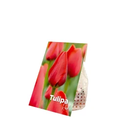 Mix Van 20 - Tulipa - Tulpenbollen - Voorjaarsbloeiend - Meerjarige Planten - Groeit Tot 50-55 Cm
