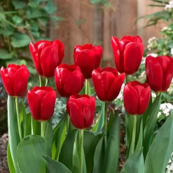 Mix Van 20 - Tulipa - Tulpenbollen - Voorjaarsbloeiend - Meerjarige Planten - Groeit Tot 50-55 Cm