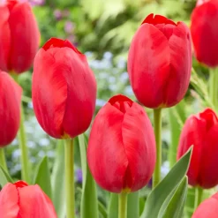 Mix Van 20 - Tulipa - Tulpenbollen - Voorjaarsbloeiend - Meerjarige Planten - Groeit Tot 50-55 Cm