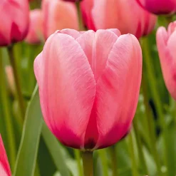 Bloomique Mix Van 20 - Tulipa - Tulpenbollen - Voorjaarsbloeiend - Meerjarige Planten - Groeit Tot 45-55 Cm