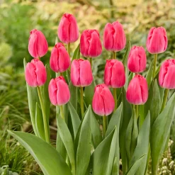 Bloomique Mix Van 20 - Tulipa - Tulpenbollen - Voorjaarsbloeiend - Meerjarige Planten - Groeit Tot 45-55 Cm