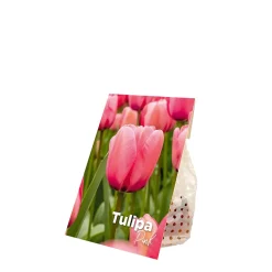 Bloomique Mix Van 20 - Tulipa - Tulpenbollen - Voorjaarsbloeiend - Meerjarige Planten - Groeit Tot 45-55 Cm