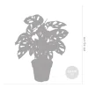 Bloomique Monstera Adansonii - Monkey Leaf - Gatenplant - Geschikt Als Klimplant - Hoogte 20-30 Cm - Pot 12 Cm