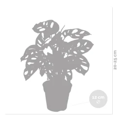 Bloomique Monstera Adansonii - Monkey Leaf - Gatenplant - Geschikt Als Klimplant - Hoogte 20-30 Cm - Pot 12 Cm