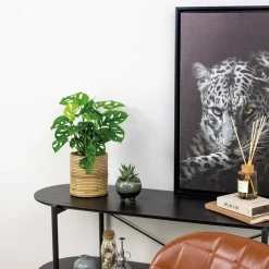 Bloomique Monstera Adansonii - Monkey Leaf - Gatenplant - Geschikt Als Klimplant - Hoogte 20-30 Cm - Pot 12 Cm