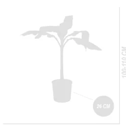 Bloomique Musa Basjoo - Tuinbanaan - Japanse Vezelbanaan - Tuinplanten - 100-110 Cm Hoogte - Pot 26cm