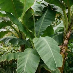 Bloomique Musa Basjoo - Tuinbanaan - Japanse Vezelbanaan - Tuinplanten - 100-110 Cm Hoogte - Pot 26cm