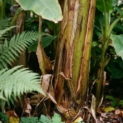 Bloomique Musa Basjoo - Tuinbanaan - Japanse Vezelbanaan - Tuinplanten - 100-110 Cm Hoogte - Pot 26cm