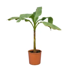 Bloomique Musa Basjoo - Tuinbanaan - Japanse Vezelbanaan - Tuinplanten - 100-110 Cm Hoogte - Pot 26cm