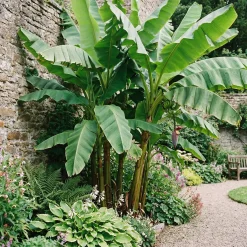 Bloomique Musa Basjoo - Tuinbanaan - Japanse Vezelbanaan - Tuinplanten - 100-110 Cm Hoogte - Pot 26cm