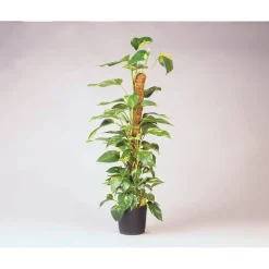 Nature kokosplantenstok H60cmxØ38mm