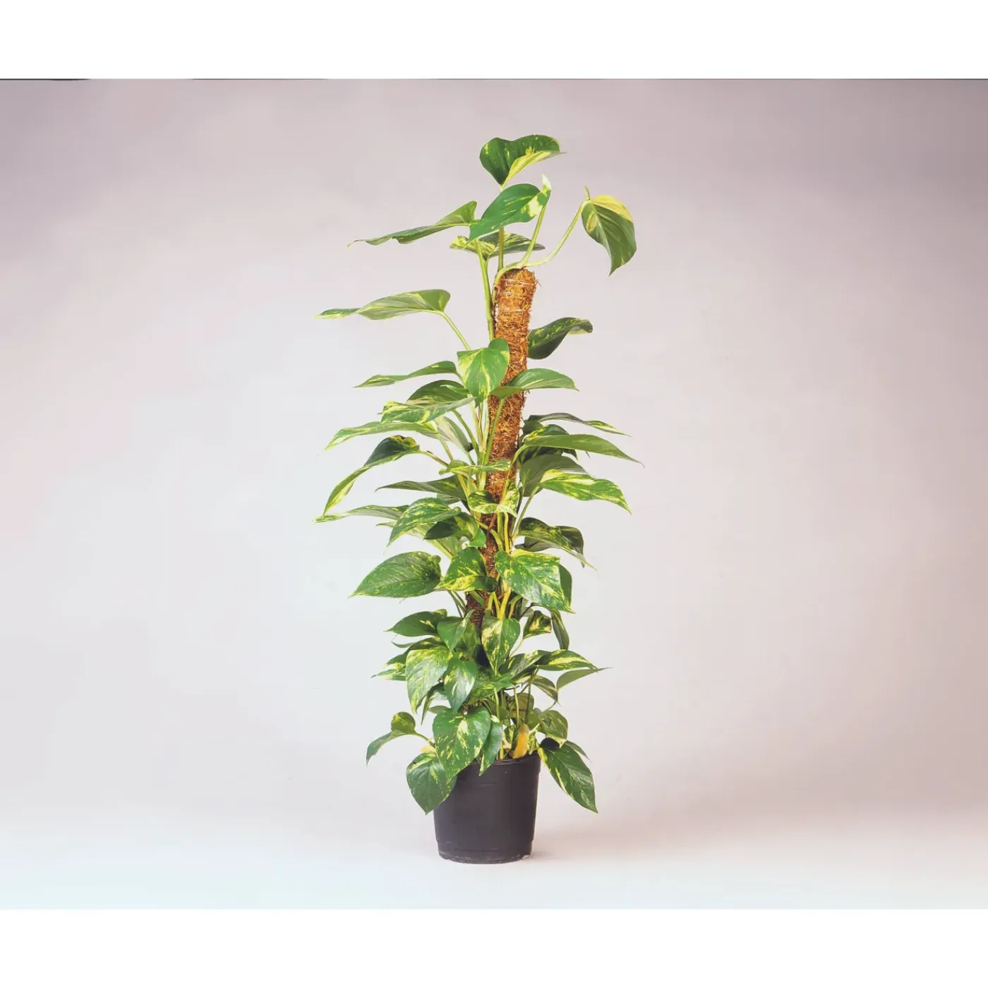 Nature kokosplantenstok H60cmxØ38mm