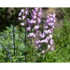Nature kunststof plantenstok groen geribbeld H60cmxØ8mm