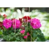 Nature splitbamboe naturel H40cm x Ø3,5-4mm 15 stuks