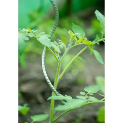 Nature tomatensteun verzinkt spiraalvormig H150cmxØ6,8mm