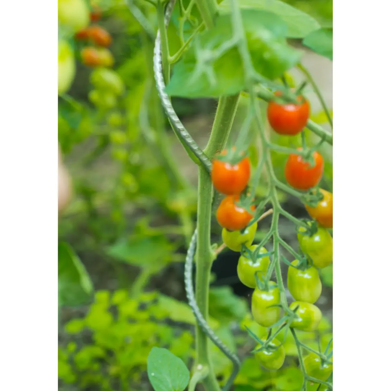 Nature tomatensteun verzinkt spiraalvormig H150cmxØ6,8mm