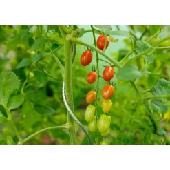 Nature tomatensteun verzinkt spiraalvormig H150cmxØ6,8mm