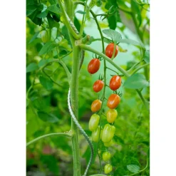 Nature tomatensteun verzinkt spiraalvormig H150cmxØ6,8mm