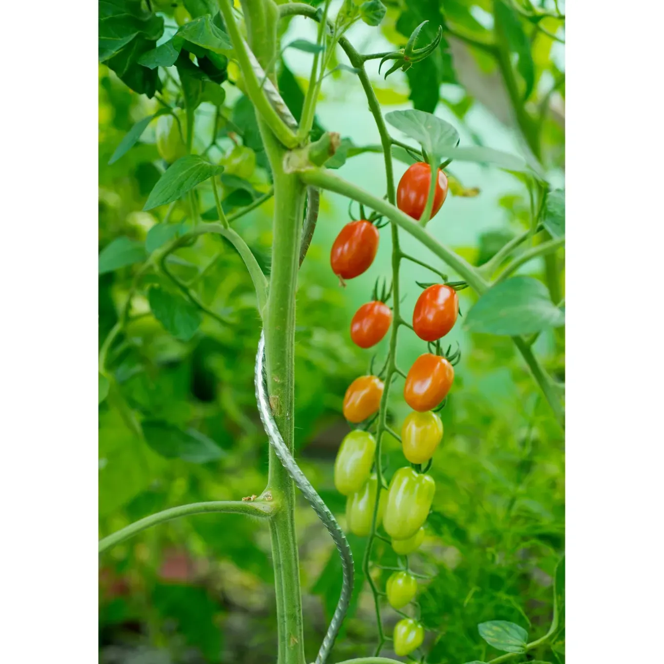 Nature tomatensteun verzinkt spiraalvormig H150cmxØ6,8mm