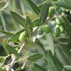 Olea Europaea - Olijfboom Op Stam - Tuinplanten - Winterhard - Hoogte 80-100 Cm - Pot 19 Cm