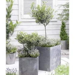Bloomique Olea Europaea - Olijfboom Op Stam - Tuinplanten - Winterhard - Hoogte 30-40 Cm - Pot 14 Cm