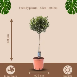 Olea Olijf - Olijfboom - Tuinplant - ↕90-110 cm - Ø22cm