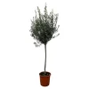 Olijfboom op stam - Winterhard - Tuinplant - ↕150-170 cm - Ø24cm - Olea Europaea op stam