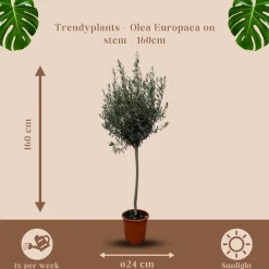 Olijfboom op stam - Winterhard - Tuinplant - ↕150-170 cm - Ø24cm - Olea Europaea op stam