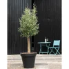 Overig Olijfboom stamomtrek 25-35cm hoogte 175cm