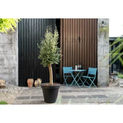 Overig Olijfboom stamomtrek 25-35cm hoogte 175cm