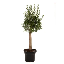 Overig Olijfboom stamomtrek 25-35cm hoogte 175cm