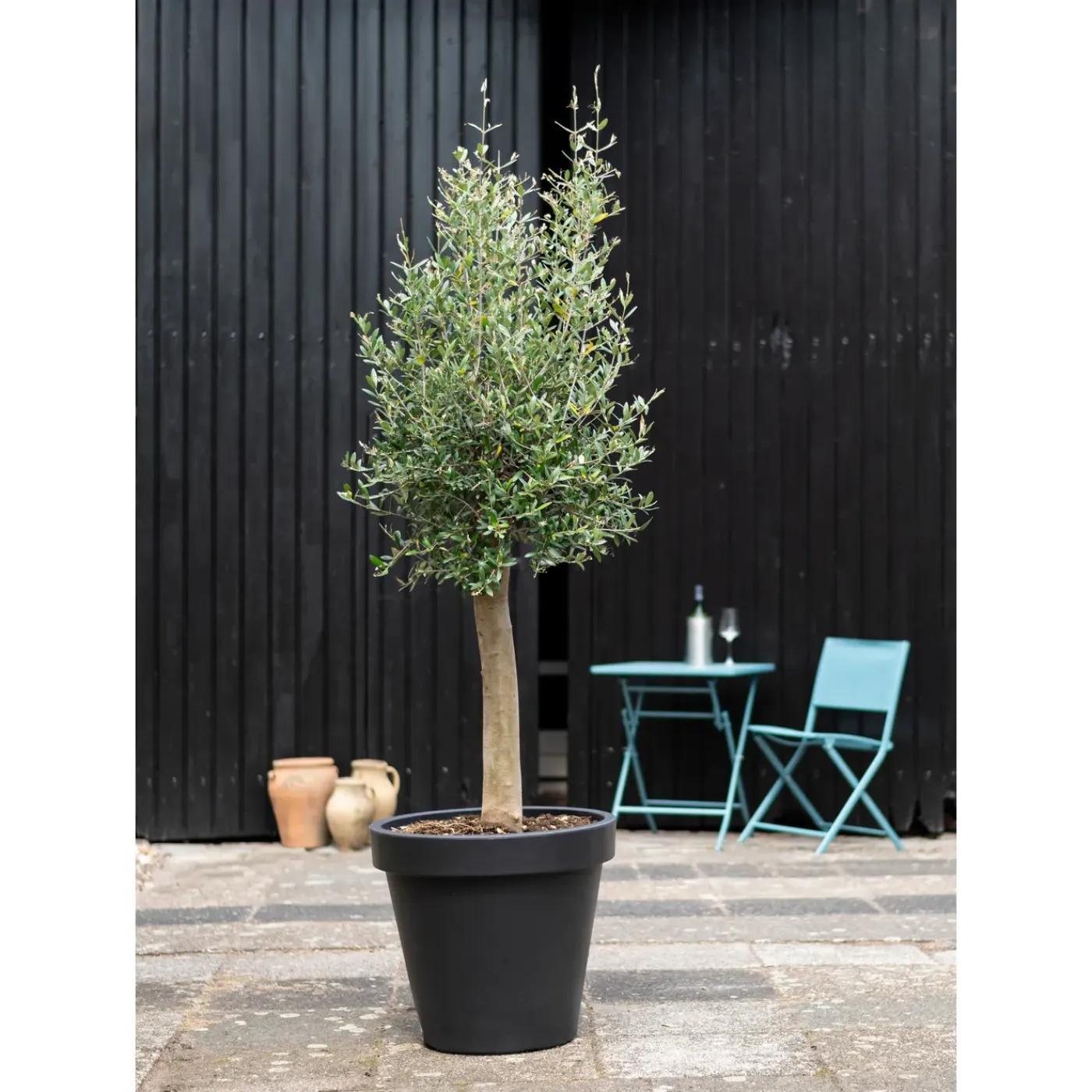 Overig Olijfboom stamomtrek 25-35cm hoogte 175cm