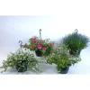 Overig Perkplanten in hangpot ⌀21xH20cm