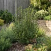 Bloomique Phillyrea Angustifolia - Steenlinde - Tuinplanten - Haagplant - Hoogte 70-90 Cm - Pot 23 Cm