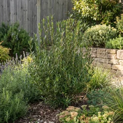 Bloomique Phillyrea Angustifolia - Steenlinde - Tuinplanten - Haagplant - Hoogte 70-90 Cm - Pot 23 Cm