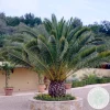 Bloomique Phoenix Canariensis - Canarische Dadelpalm - Tuinplanten - Hoogte 100-120 Cm - Pot 21 Cm