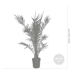 Bloomique Phoenix Canariensis - Canarische Dadelpalm - Tuinplanten - Hoogte 100-120 Cm - Pot 21 Cm