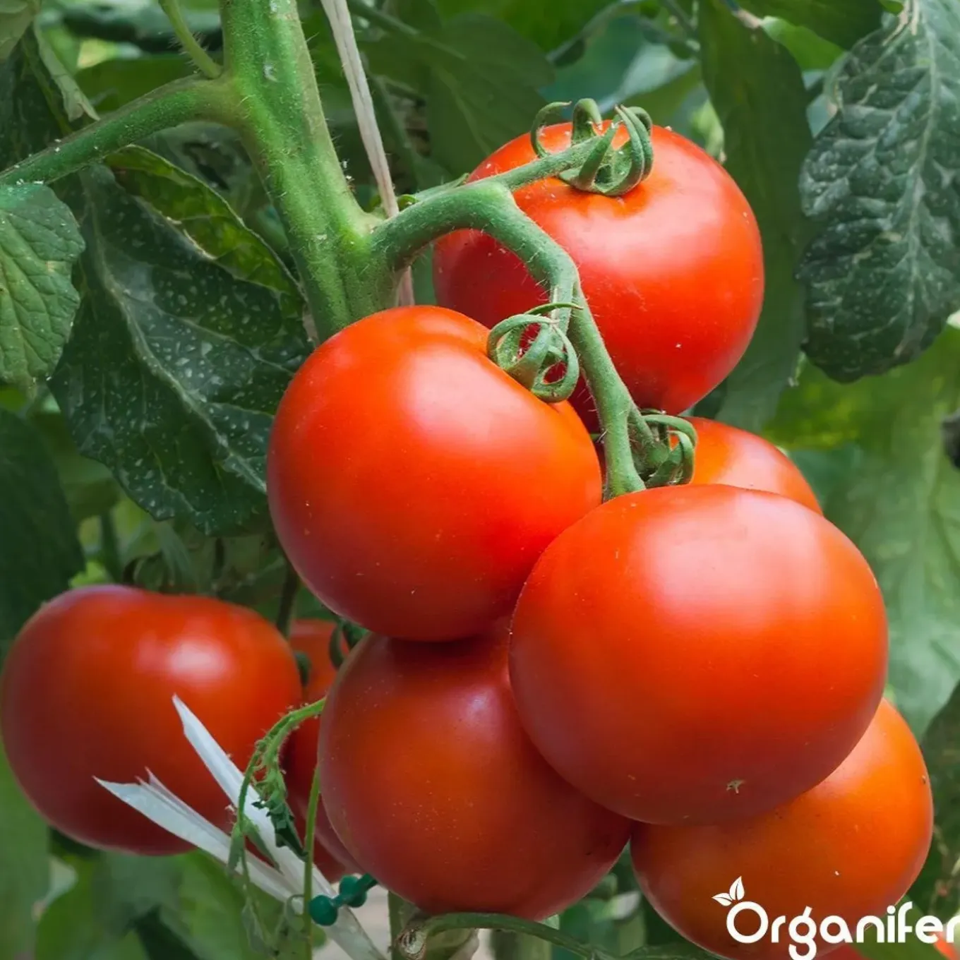 Phytophthora Concentraat - 5 L Voor 5000 M2 - Organifer