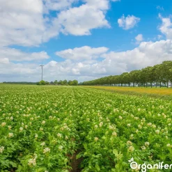 Phytophthora Concentraat - 5 L Voor 5000 M2 - Organifer