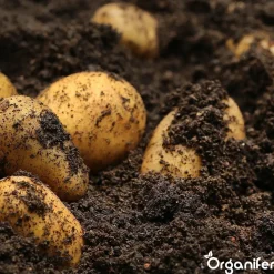 Phytophthora Concentraat - 10 L Voor 10.000 M2 - Organifer