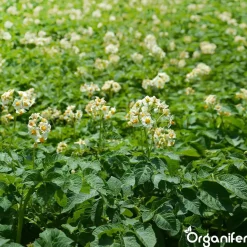 Phytophthora Concentraat - 10 L Voor 10.000 M2 - Organifer