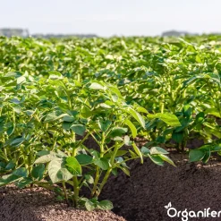Phytophthora Concentraat - 250 Ml Voor 250 M2 - Organifer