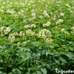 Phytophthora Concentraat - 250 Ml Voor 250 M2 - Organifer